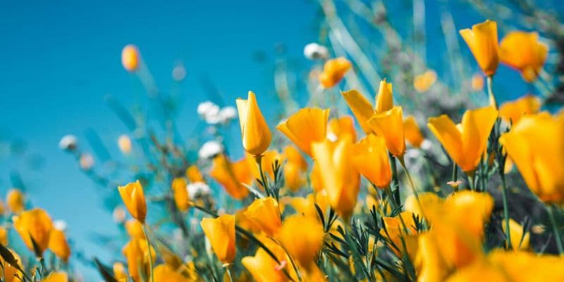 Tulipanes