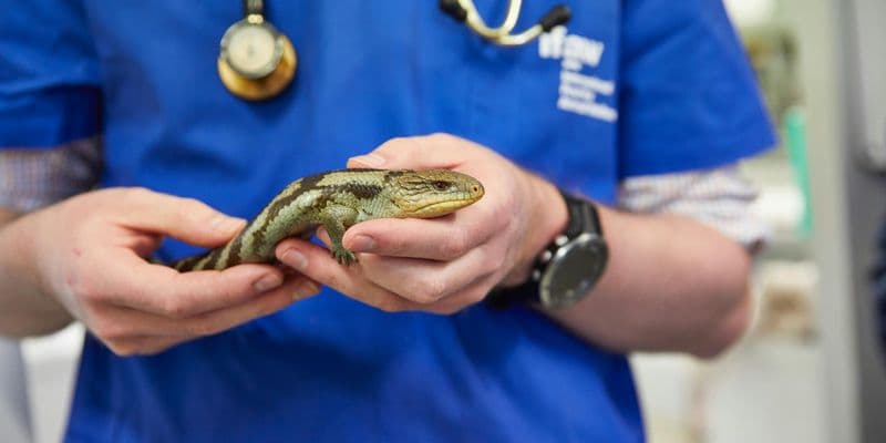 Más de 100 veterinarios y enfermeros sin registro trabajan en clínicas holandesas
