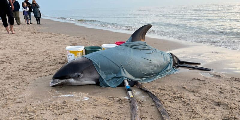 Rescatan a un delfín de pico blanco vivo varado en Egmond aan Zee