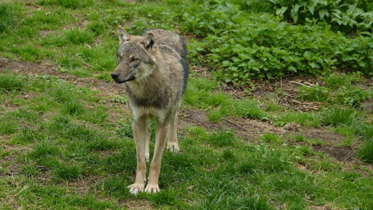 Un lobo en una reserva natural