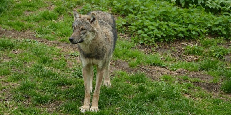 Países Bajos flexibiliza reglas para cazar lobos conflictivos