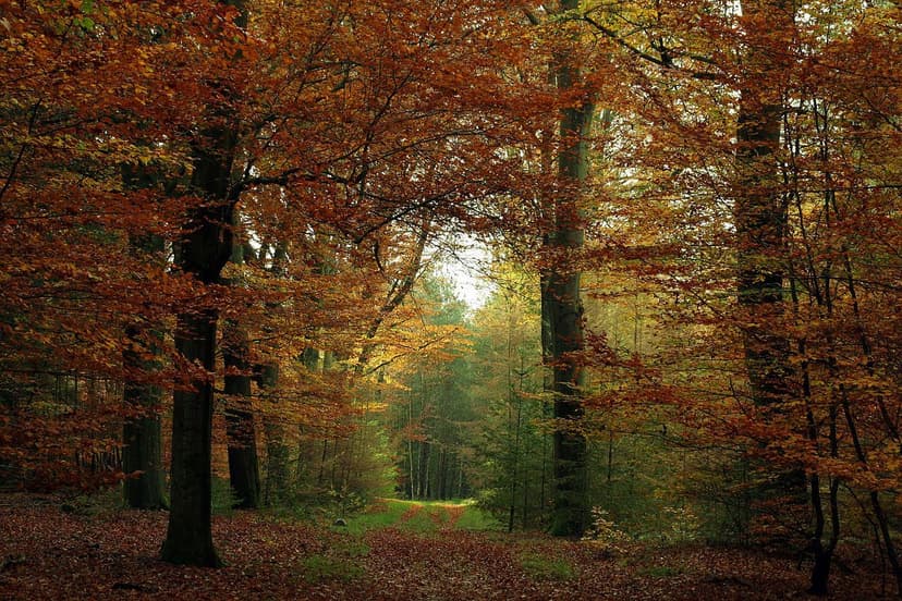 Parque Nacional Veluwezoom