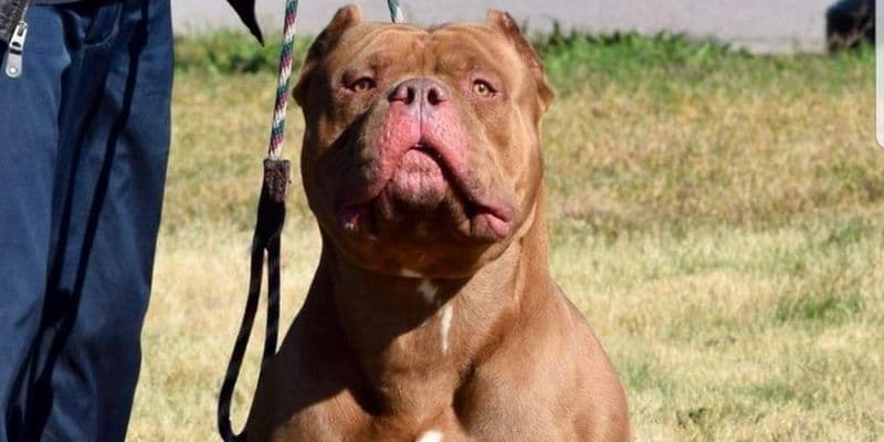 Hombre muere en Rotterdam tras ser atacado por dos perros American Bully XL