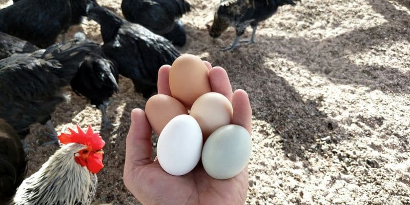 El RIVM advierte: los huevos caseros contienen PFAS