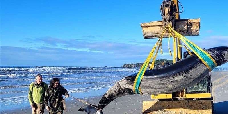 Rescate de una ballena de diente pala