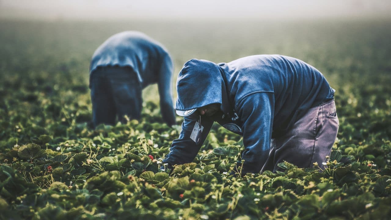 Trabajadores en el campo