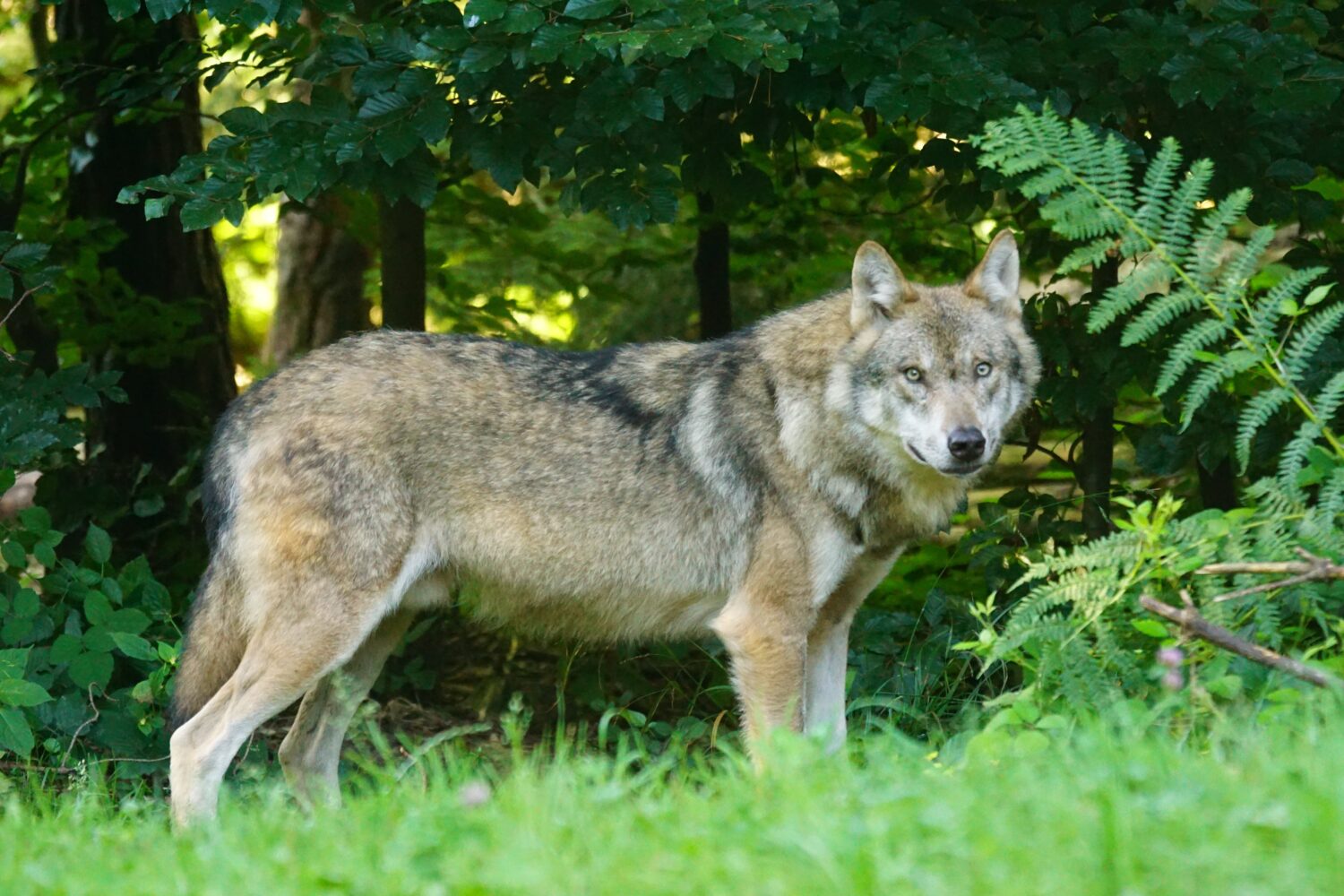 Utrecht recomienda que niños viajen en grupo por alerta de lobos