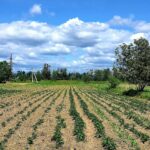 El precio de tierra agrícola en los Países Bajos alcanza 81.500 euros por hectárea