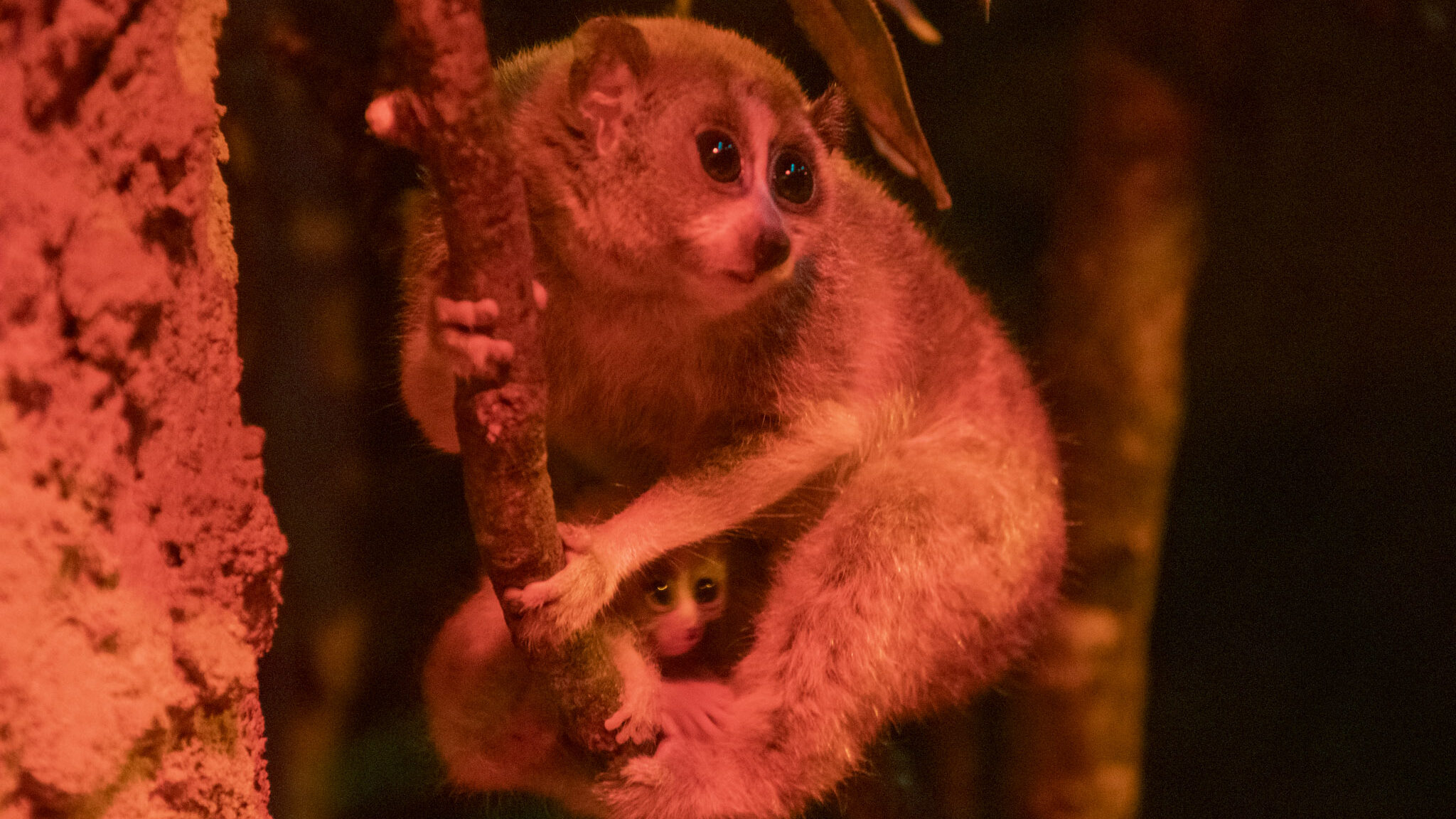 Gemelos de loris perezosos pigmeos aferrándose a su madre en el Zoológico de Amersfoort