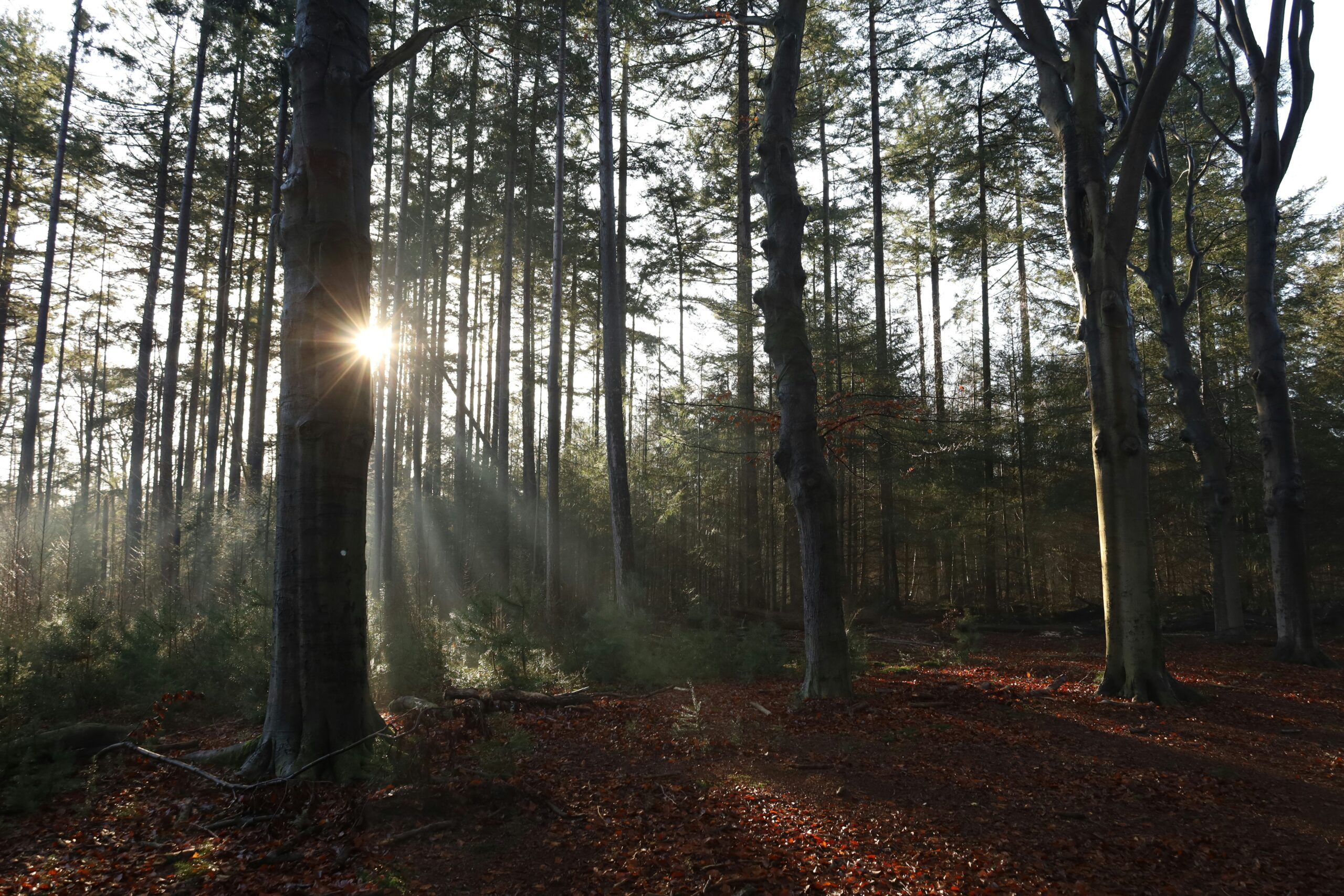 Paisaje en los Países Bajos mostrando una mezcla de áreas naturales y forestales