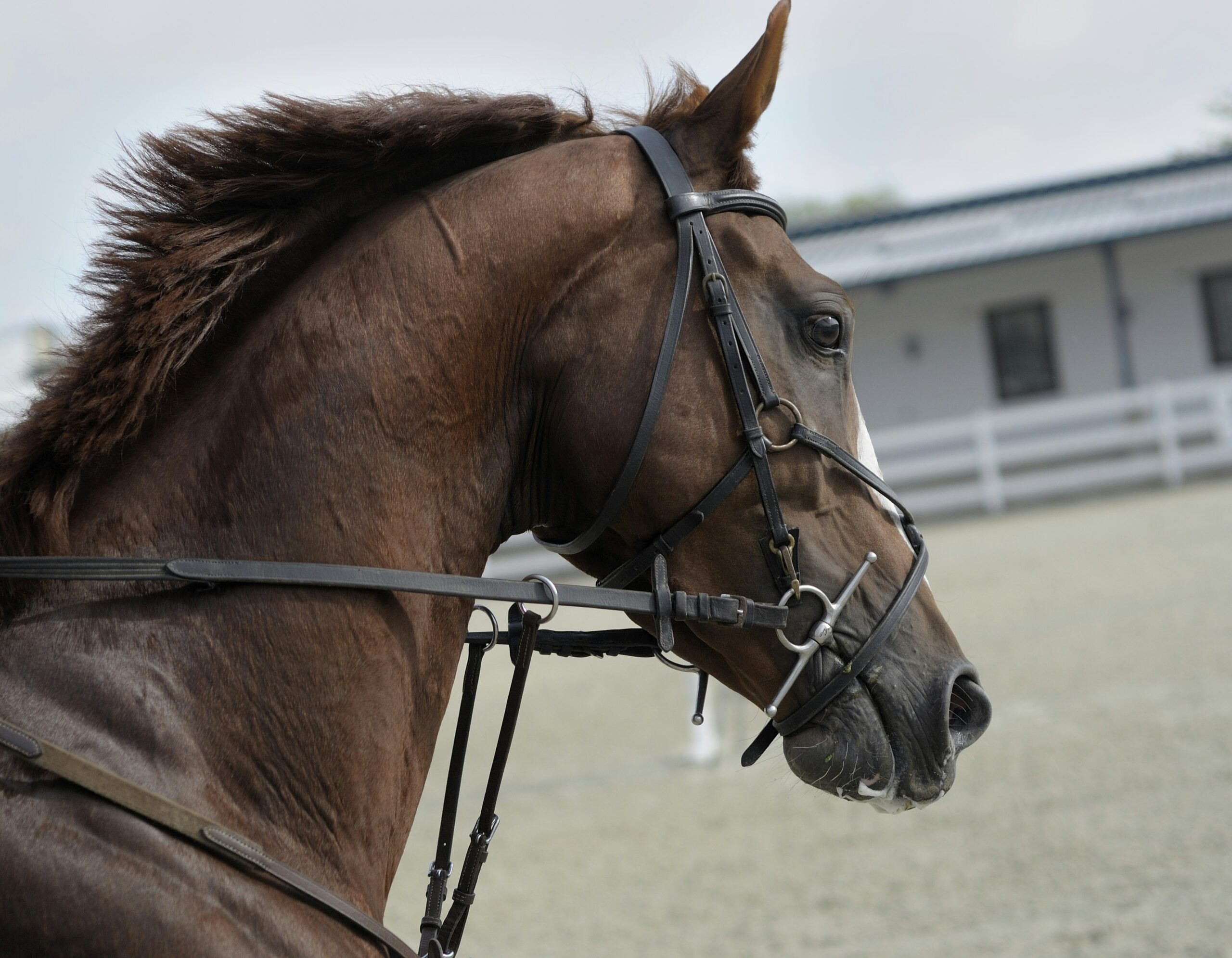 Caballos de carreras sacrificados para snacks en los Países Bajos