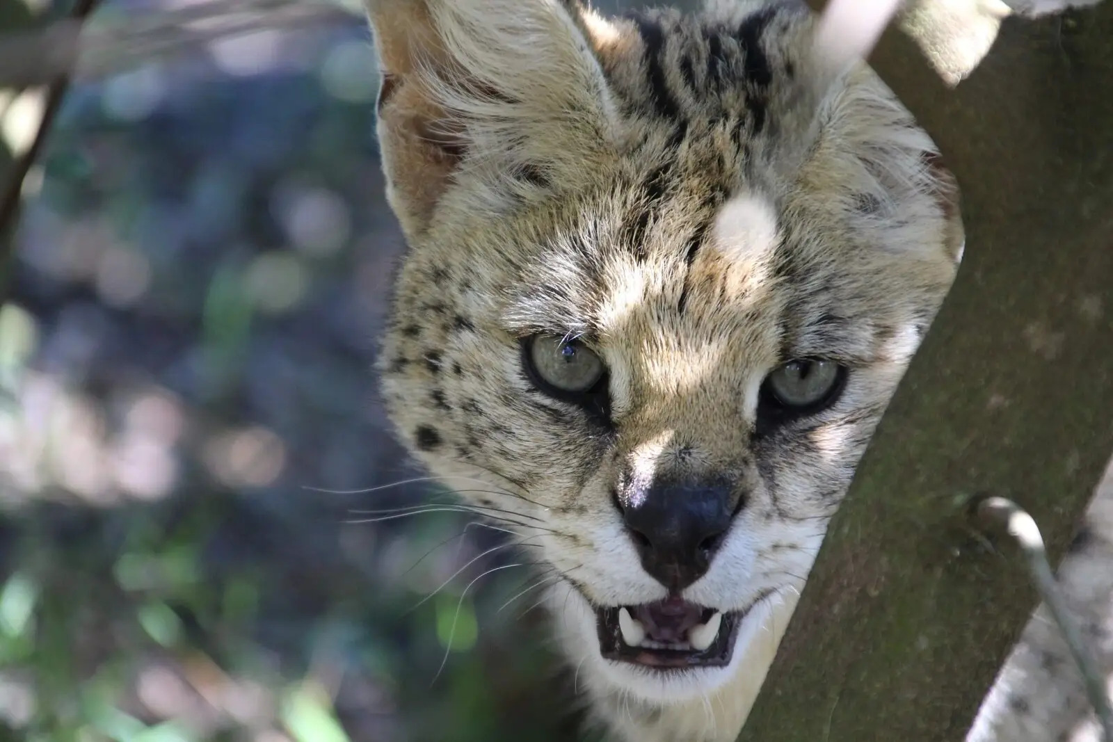 Serval escapado en Helmond sigue sin ser capturado