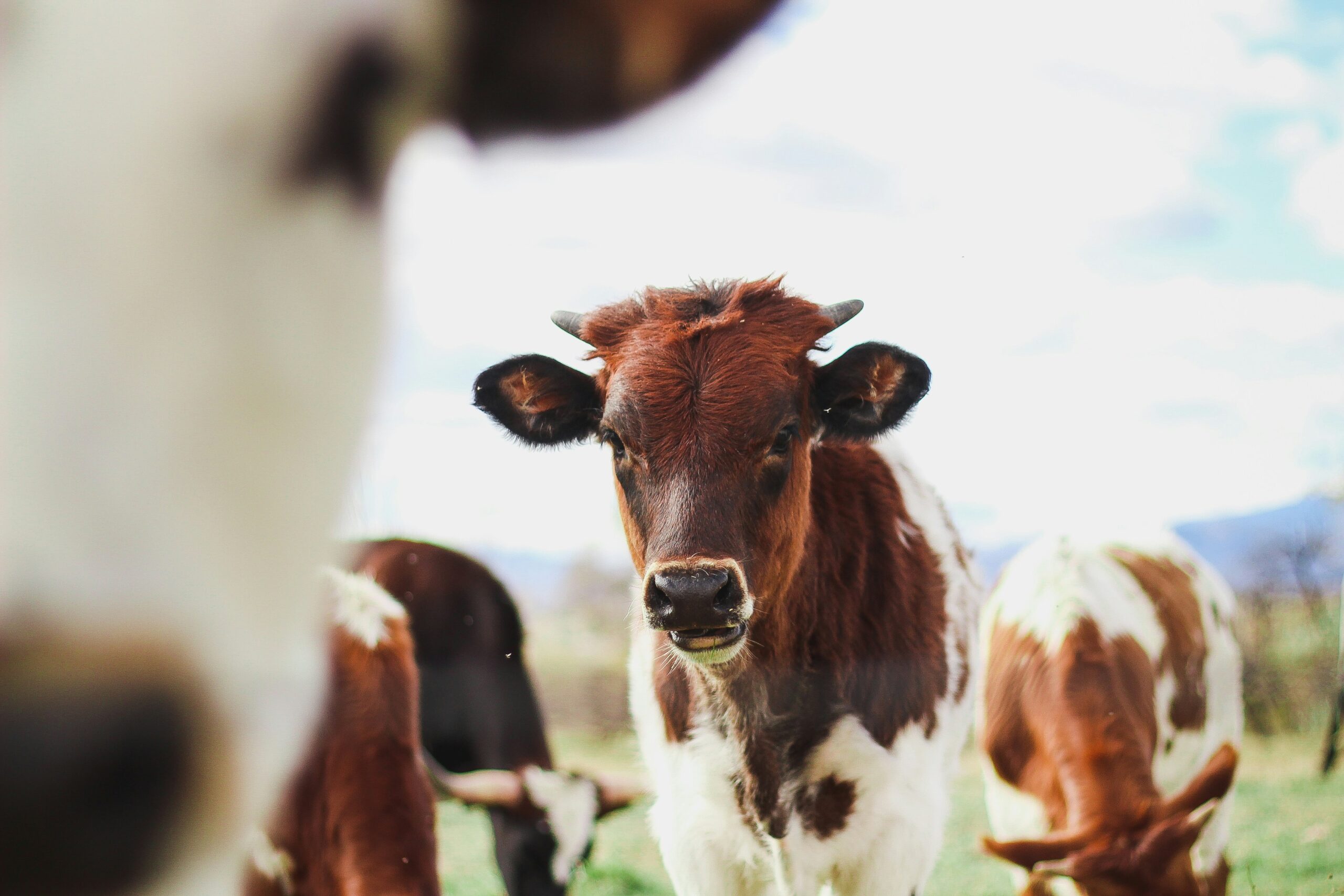 Hombre de 67 años muere atacado por vacas en Limburgo