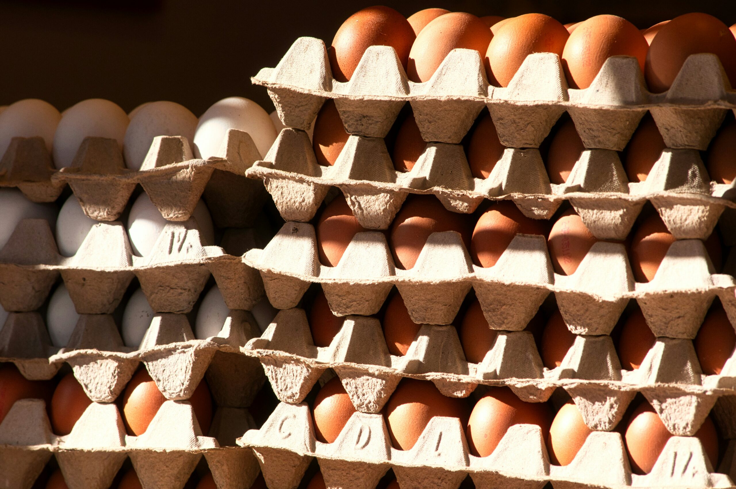 Lombrices de tierra, principal fuente de PFAS en huevos de corral en Holanda