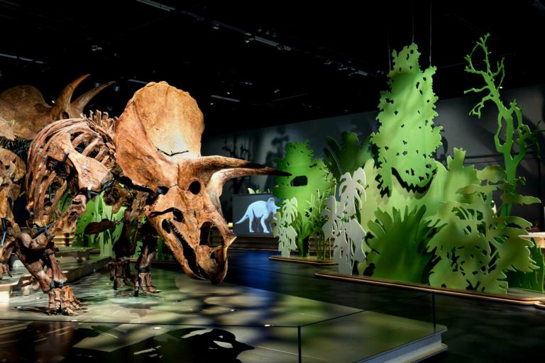 Exposición única en Leiden: una manada de triceratops llega al museo Naturalis