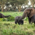 Segundo elefante muere por virus en el zoológico Wildlands