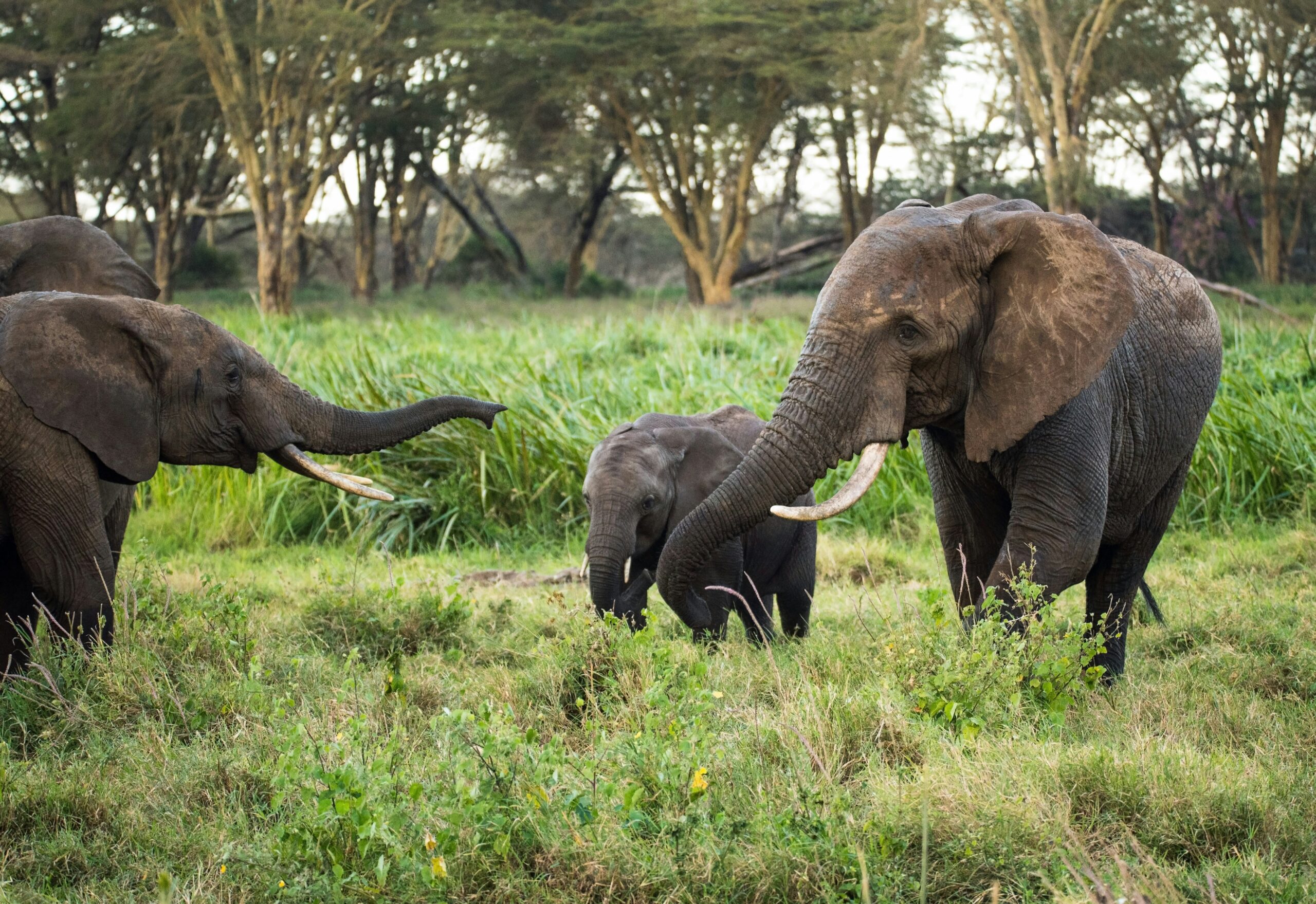 Segundo elefante muere por virus en el zoológico Wildlands