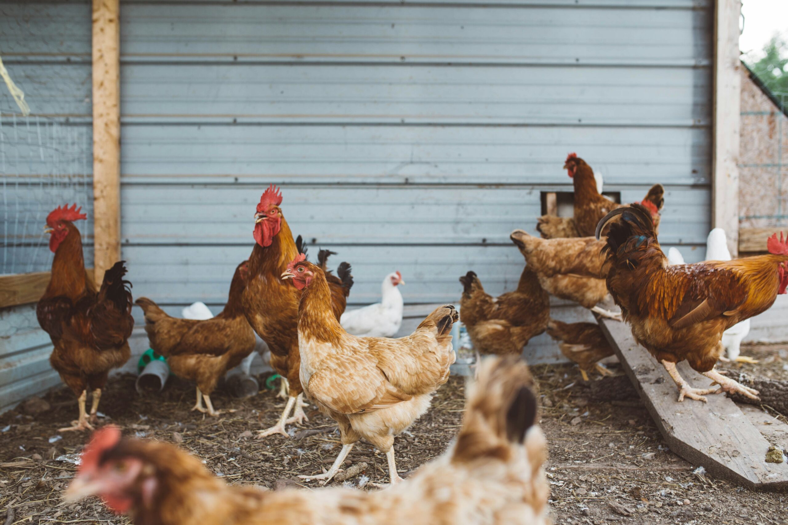 Brote de gripe aviar obliga al encierro de aves en Holanda