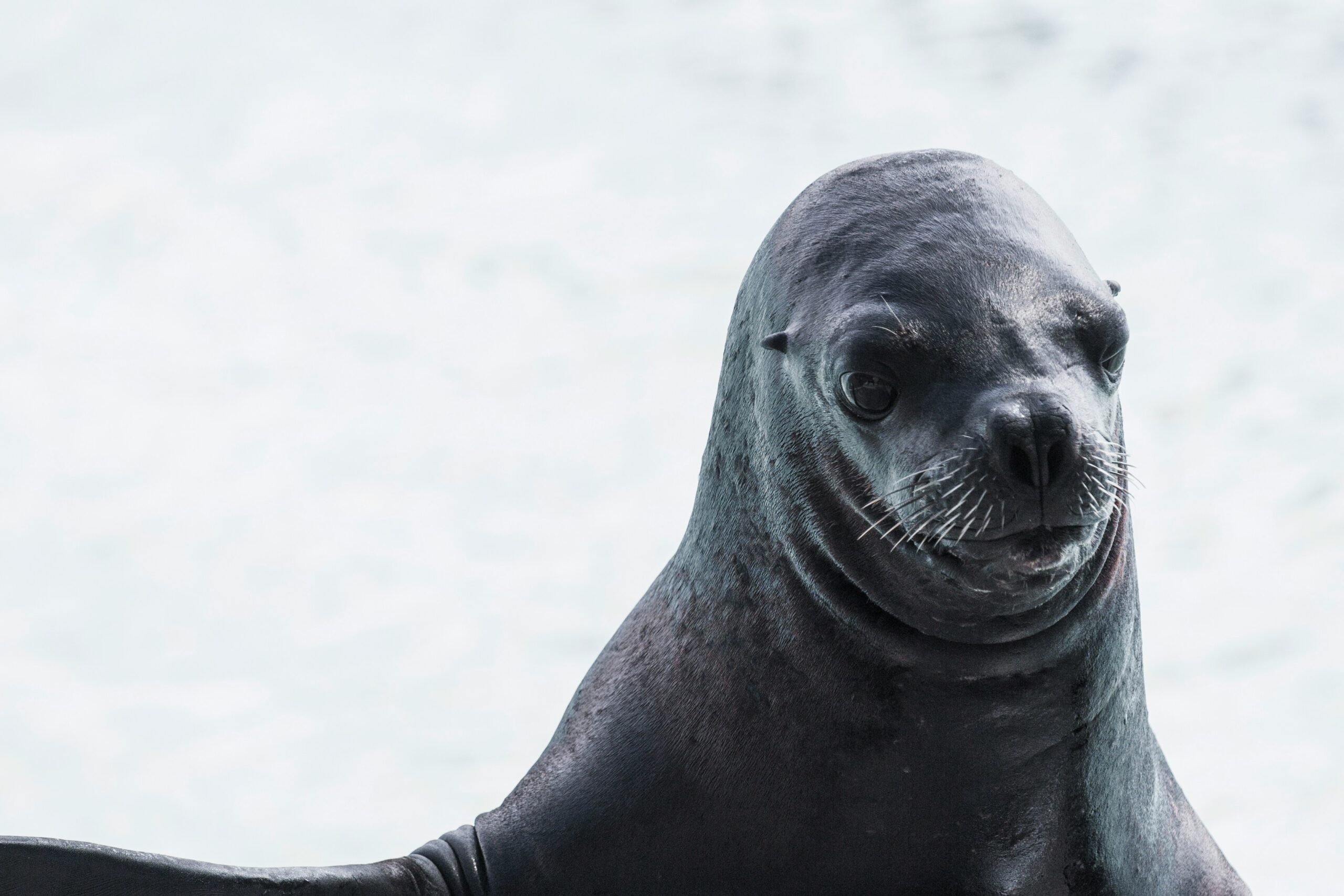 Ecomare reitera advertencia sobre las focas en Texel