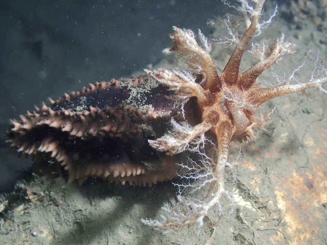 Descubren pepinos de mar por primera vez en aguas neerlandesas