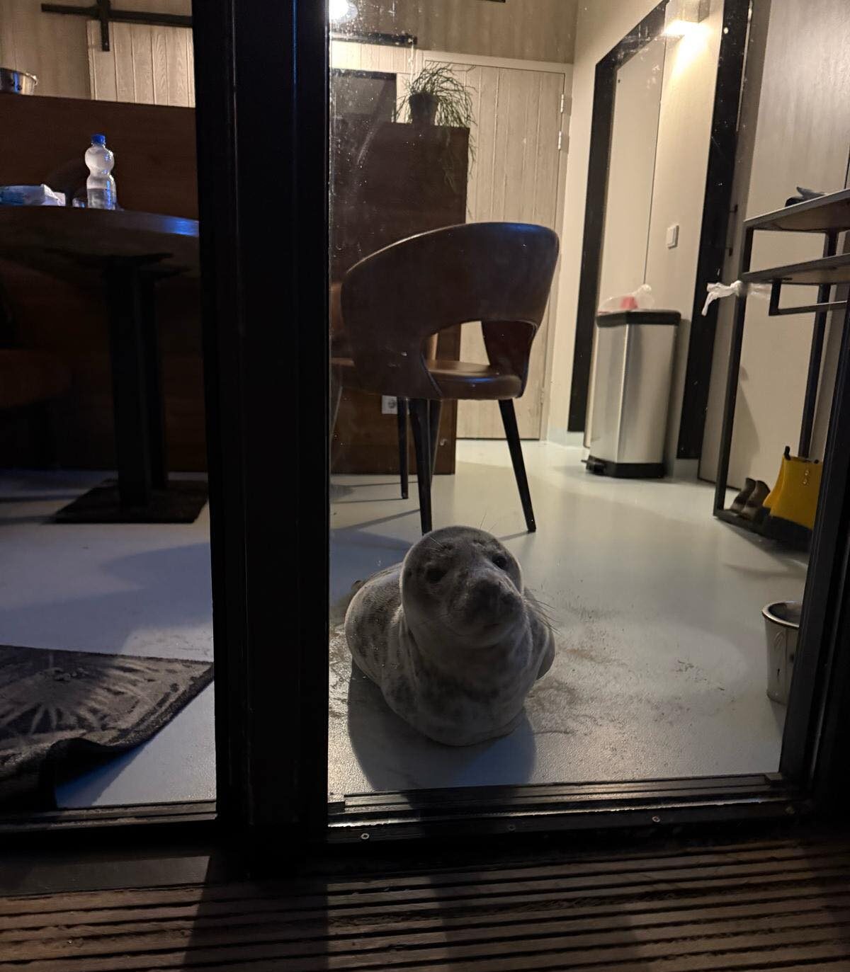 Foca en habitación de hotel - Foto de Stichting Dierenwelzijn Zeeland en Facebook